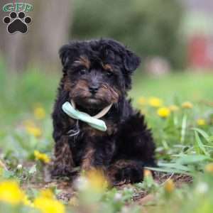 Lincoln, Yorkie Poo Puppy